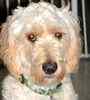 Goldendoodle puppies for sale