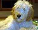 Goldendoodle puppies for sale 