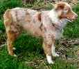 Australian Shepherd puppies for sale