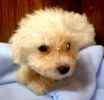 Bichon Frise puppies for sale