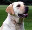 Labrador Retriever puppies for sale 