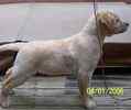 Labrador Retriever puppies for sale 