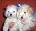 Toy Poodle puppies for sale