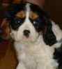 Cavalier King Charles Spaniel puppies for sale