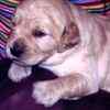 Goldendoodle puppies for sale