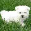 Maltese puppies