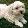 Maltese dogs