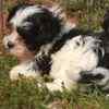 Maltipoo puppies for sale 
