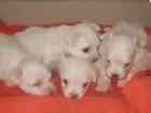 Maltese puppies