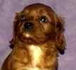 Cavalier King Charles Spaniel puppies for sale