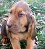 Bloodhound puppies for sale