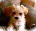 Maltese puppies