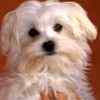 Maltipoo puppies for sale