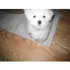 Maltese puppies