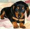 Dachshund puppies for sale