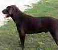 Labrador Retriever puppies for sale 