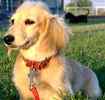 Dachshund puppies for sale