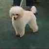 Toy Poodle puppies for sale