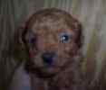 Toy Poodle puppies for sale