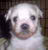 Bichon Frise puppies for sale