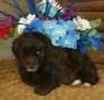 Toy Poodle puppies for sale