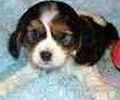 Cavalier King Charles Spaniel puppies for sale