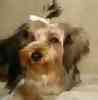 yorkiepoo puppies for sale