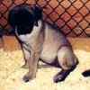 English Mastiff puppies for sale 