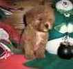 Toy Poodle puppies for sale