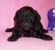 Toy Poodle puppies for sale 