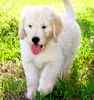 Goldendoodle puppies for sale