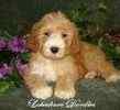 Goldendoodle puppies for sale