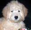 Goldendoodle puppies for sale