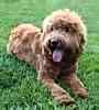 Goldendoodle puppies for sale