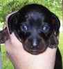 Dachshund puppies for sale
