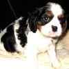 Cavalier King Charles Spaniel puppies for sale