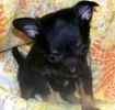 Chihuahua puppies for sale
