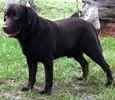 Labrador Retriever puppies for sale 