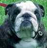 English Bulldog puppies for sale