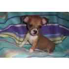 Chihuahua puppies