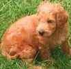 Goldendoodle pupipes for sale 