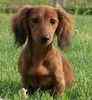 Dachshund puppies for sale
