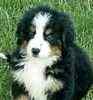 Bernese Mountain Dog puppies for sale