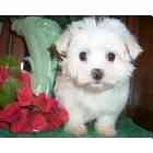 Maltese puppies
