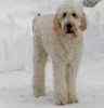 Goldendoodle puppies for sale 