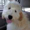 Goldendoodle puppies for sale