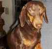 Dachshund puppies for sale