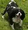 Cavalier King Charles Spaniel puppies for sale