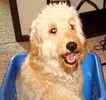 Goldendoodle puppies for sale