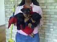 yorkiepoo puppies for sale